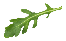 Microgreen leaf