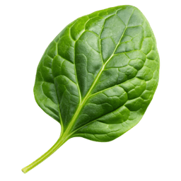 Microgreen leaf
